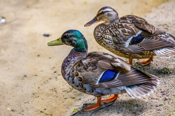 duck