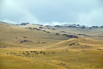 Yaks dans le lointain