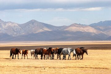 Les chevaux en libertés