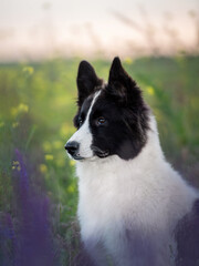 border collie dog