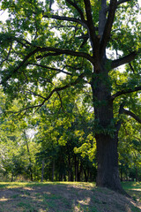 An old oak tree with green foliage. Tall ancient tree in the park