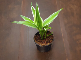 ribbon plant in black plant pot on the wooden floor from thailand, top view, 