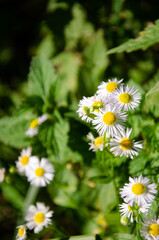 Obraz premium Selective focus chamomile in foreground on blurred background of green grass. Natural background. Flower texture with copy space.