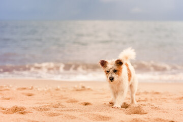 White and brown hairy dog walking on the beach.