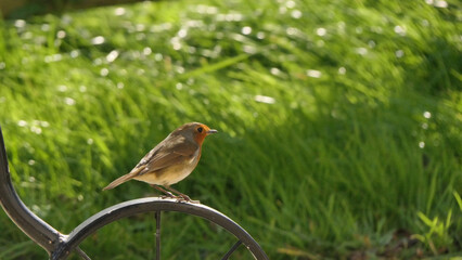 Robin sitting on a fence