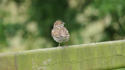 House Sparrow sitting on fence