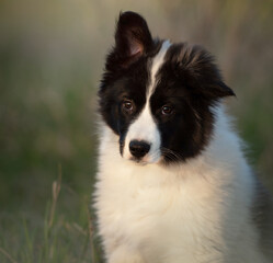 border collie puppy