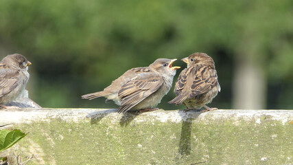 House Sparrow sitting on fence