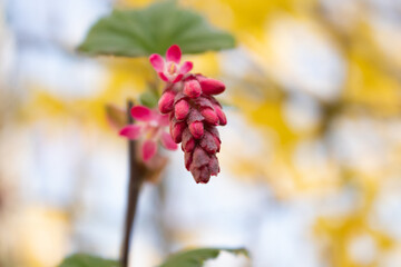 red and yellow flowers