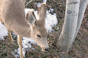 Mule deer in winter	