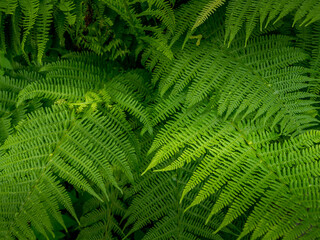 Fototapeta na wymiar closeup green leaves texture, abstract nature background