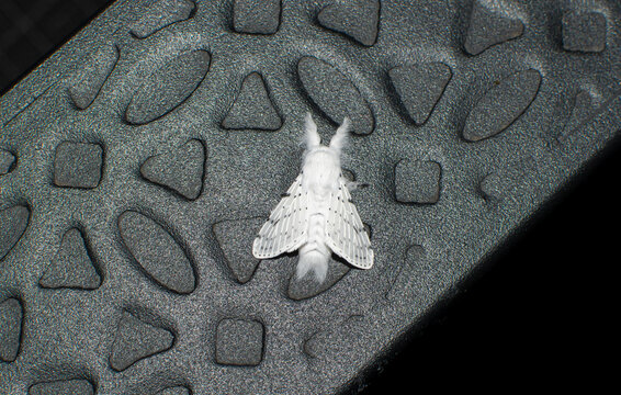 White Furry Moth with black spots - Spilosoma congrua 
