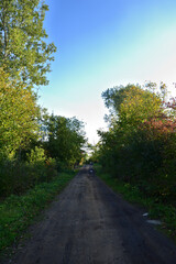 Dirt road and mud between trees and bushes on a sunny day. Summer. Day.