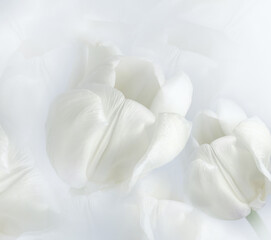 White tulips flowers. Floral white background.  Closeup.  Nature.     