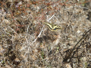 Mariposa de preciosos colores amarillos y negros.