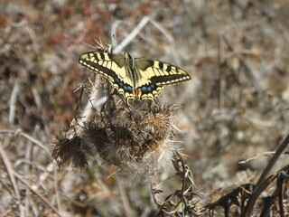 Mariposa de preciosos colores amarillos y negros.