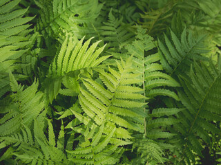 Natural background with sunbeams on thick green fern leaves.