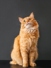 Cute ginger cat with curious expression on face. Fluffy pet sits on black background. Fuzzy mammal with thick whiskers.