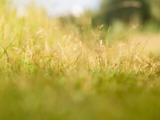 Autumn natural background with green and yellow dried grass on field. Fall season. Selective focus.