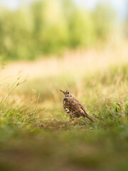 Song thrush or Turdus philomelos stands on path on field. Small brown bird among yellow autumn grass. Fall season.