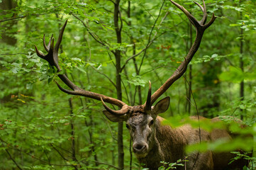 Naklejka na ściany i meble The Red Deer (Cervus elaphus) stag during the rutting season. The Bieszczady Mts, Carpathians, Poland.