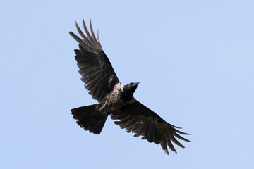 Rook (corvus frugilegus) flying with blue sky background