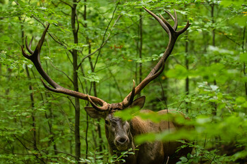The Red Deer (Cervus elaphus) stag during the rutting season. The Bieszczady Mts, carpathians, Poland.