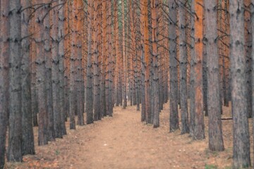 Pine forest