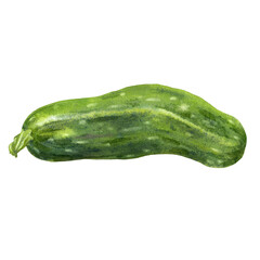 Fresh zucchini. Watercolor illustration on white background