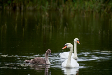 Photograper19Vierundsiebzig