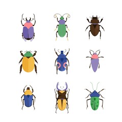 Fototapeta premium Vector illustration of bugs. Insect set. Beetle icons collection