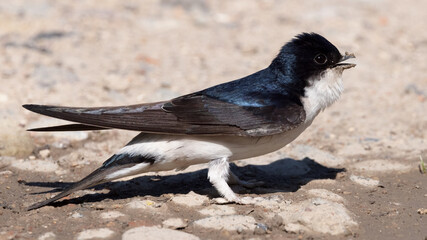 Common house martin (delichon urbicum) standing on mud with mud in beak