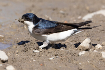 Common house martin (delichon urbicum) standing on mud with mud in beak