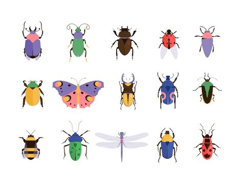 Vector illustration of bugs. Insect set. Beetle icons collection