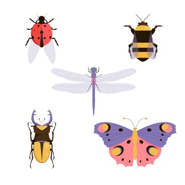 Vector illustration of horn beetle, lady bird, butterfly, bumble bee, dragonfly. Insect set. Beetle icons collection
