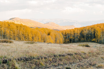 Fototapeta premium Aspen trees with yellow leaves in Park City, Utah