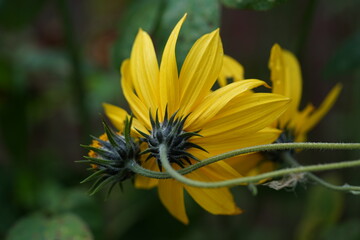 yellow aster
