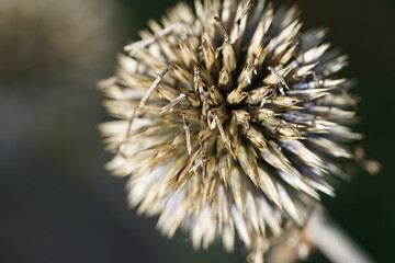 Fototapeta premium a thistle on the withering