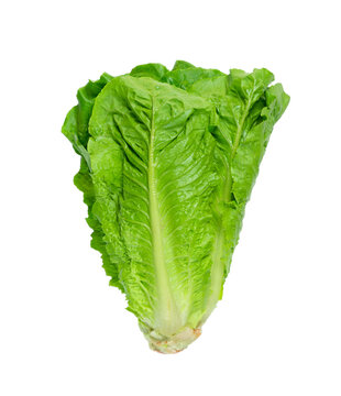 Fresh leaves of lettuce lola rosso isolated on white background.