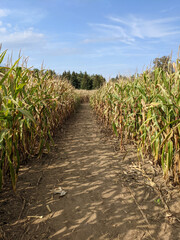 An empty corn maze in the fall on a sunny day