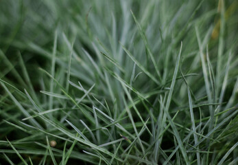 Grass background. Green grass close-up. Juicy grass in the forest. Copy space. Texture of green grass on the field