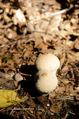 White thorny mushrooms grow in autumn forest with copy space. Puffballs texture on background of dry leaves. Exoperidium is covered in spines and warts.