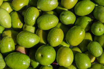 Aceitunas de olivar mediterraneo para aceite de oliva virgen extra