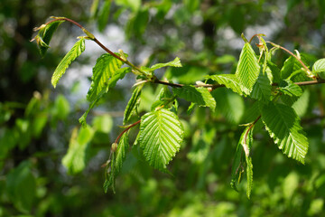 beautiful green summer plant leaf on dark background with sun 