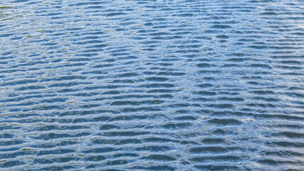 Obraz premium Blue textured water surface background, natural abstract wave background pattern