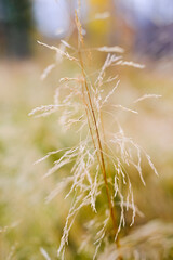 Fototapeta premium Minimal still life of dry grass on natural background. Autumn background. Selective focus. Vertical photo