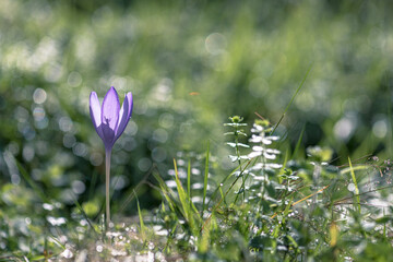 Wildflower Colchicum autumnale commonly known as autumn crocus
