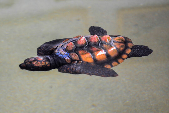 Newly hatched baby of sea turtles in Sri lanka