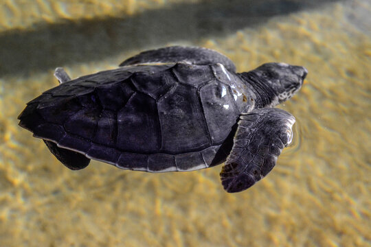 Newly hatched baby of sea turtles in Sri lanka