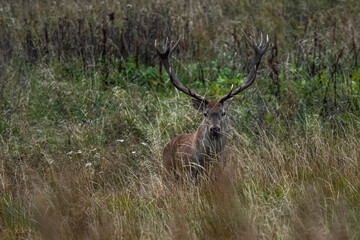 The Red Deer (Cervus elaphus) stag during the rutting season. The Bieszczady Mts, carpathians, Poland.